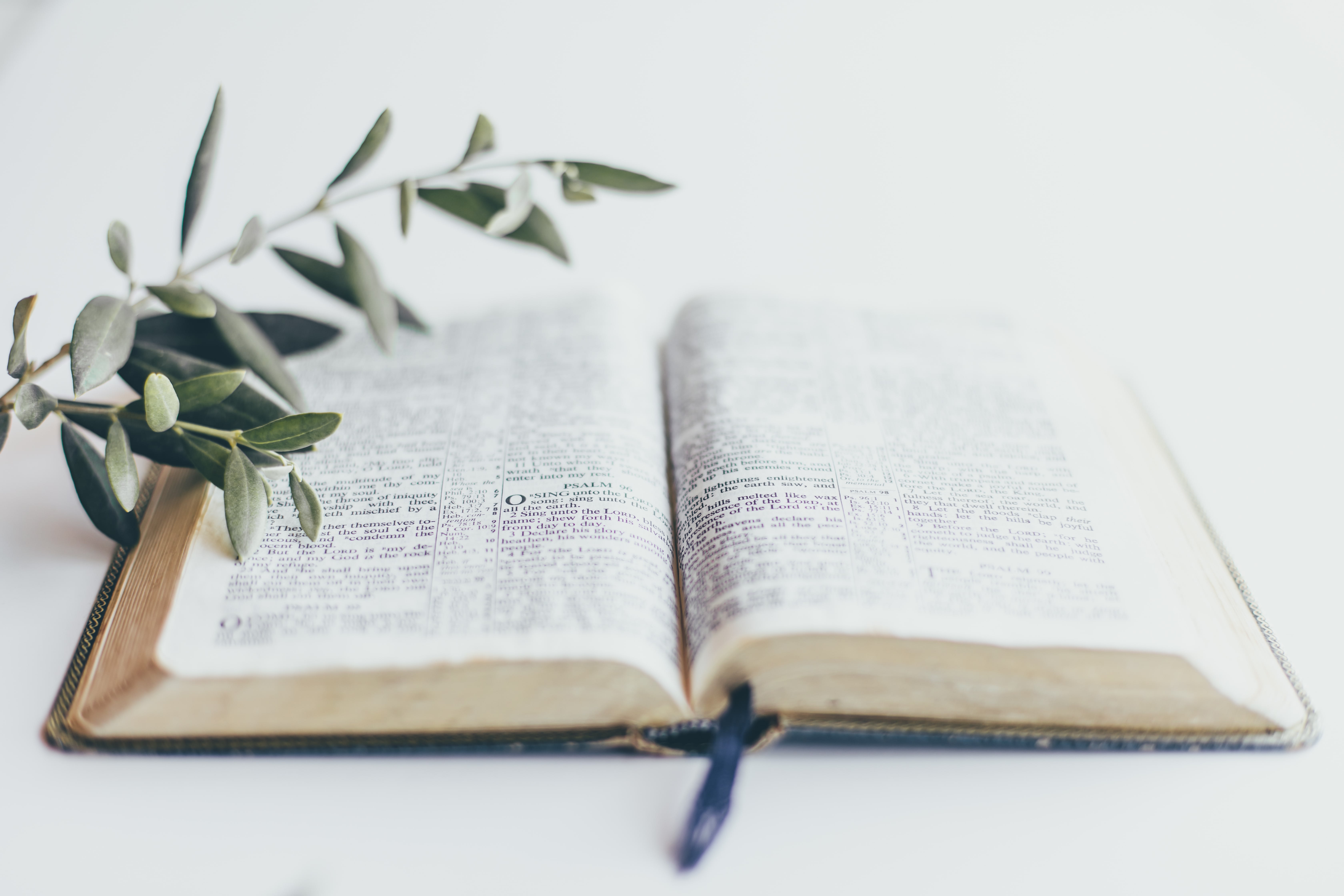 Bible and olive branch