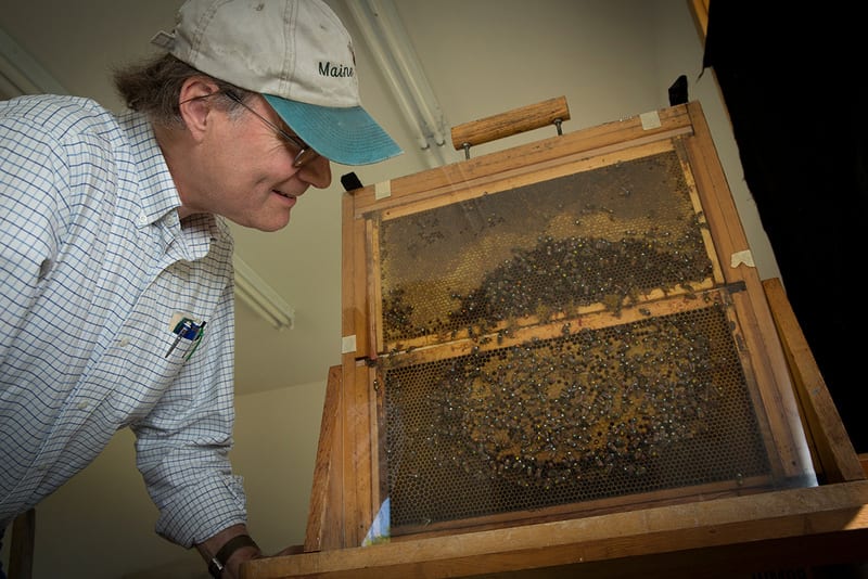 Thomas Seeley, professor of neurobiology and behavior (NBB), working with honey bees.
