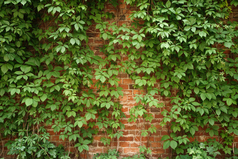 red old brick wall with climbing plants