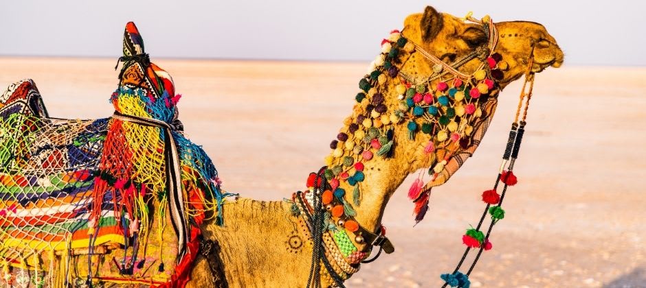 india camel
