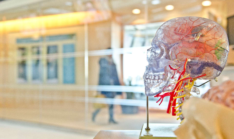 A dummy skull and brain stands on display