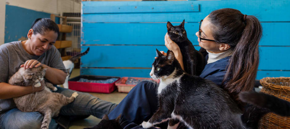 What Do Prospective Law Students Need to Know About Animal Welfare Law?