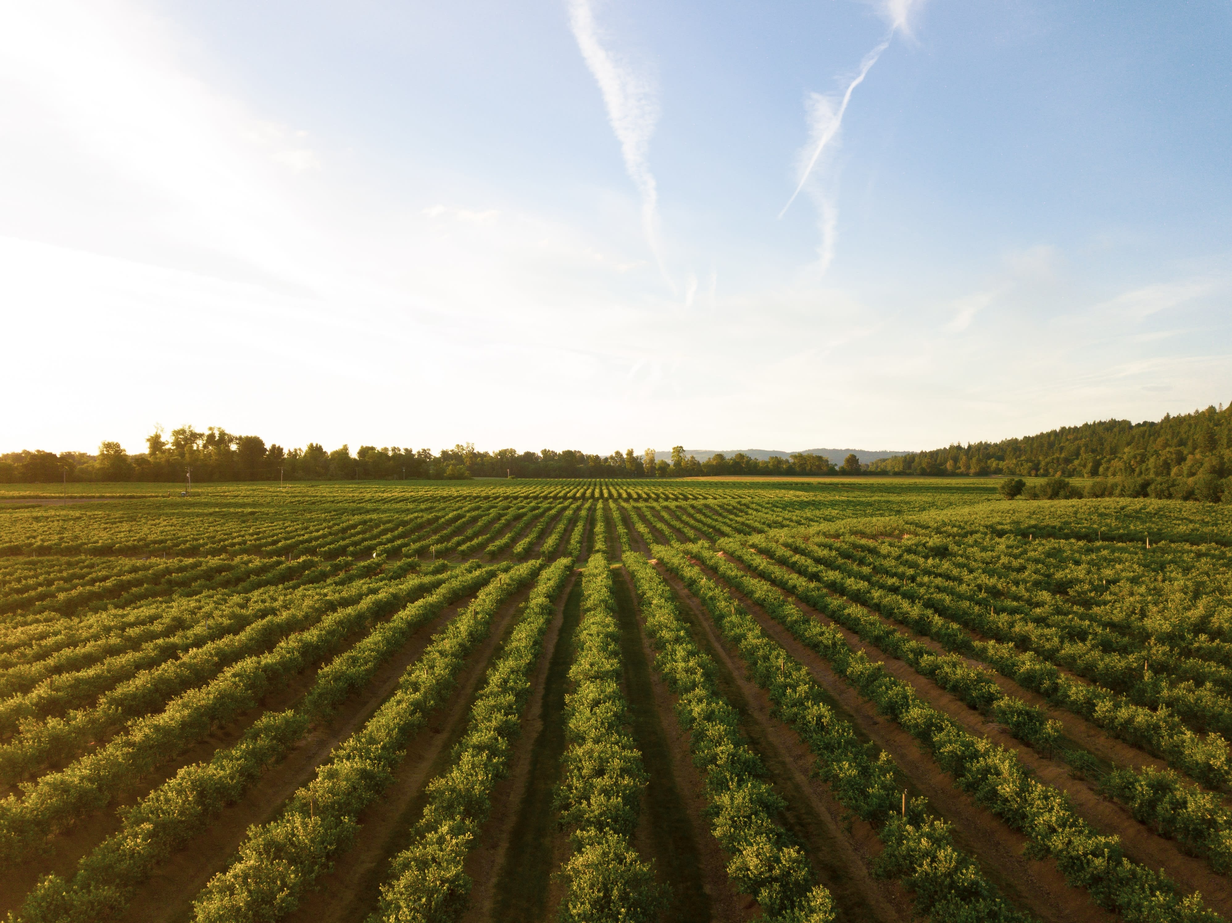 This shot makes me thirsty! I love how this shot turned out. I was about 10 meters above the ground with my Mavic Pro. This is a small winery in the mid-Willamette Valley outside Salem, Oregon. This is one of the biggest wine-producing areas in the country and it makes for some wonderful evening drone flights.