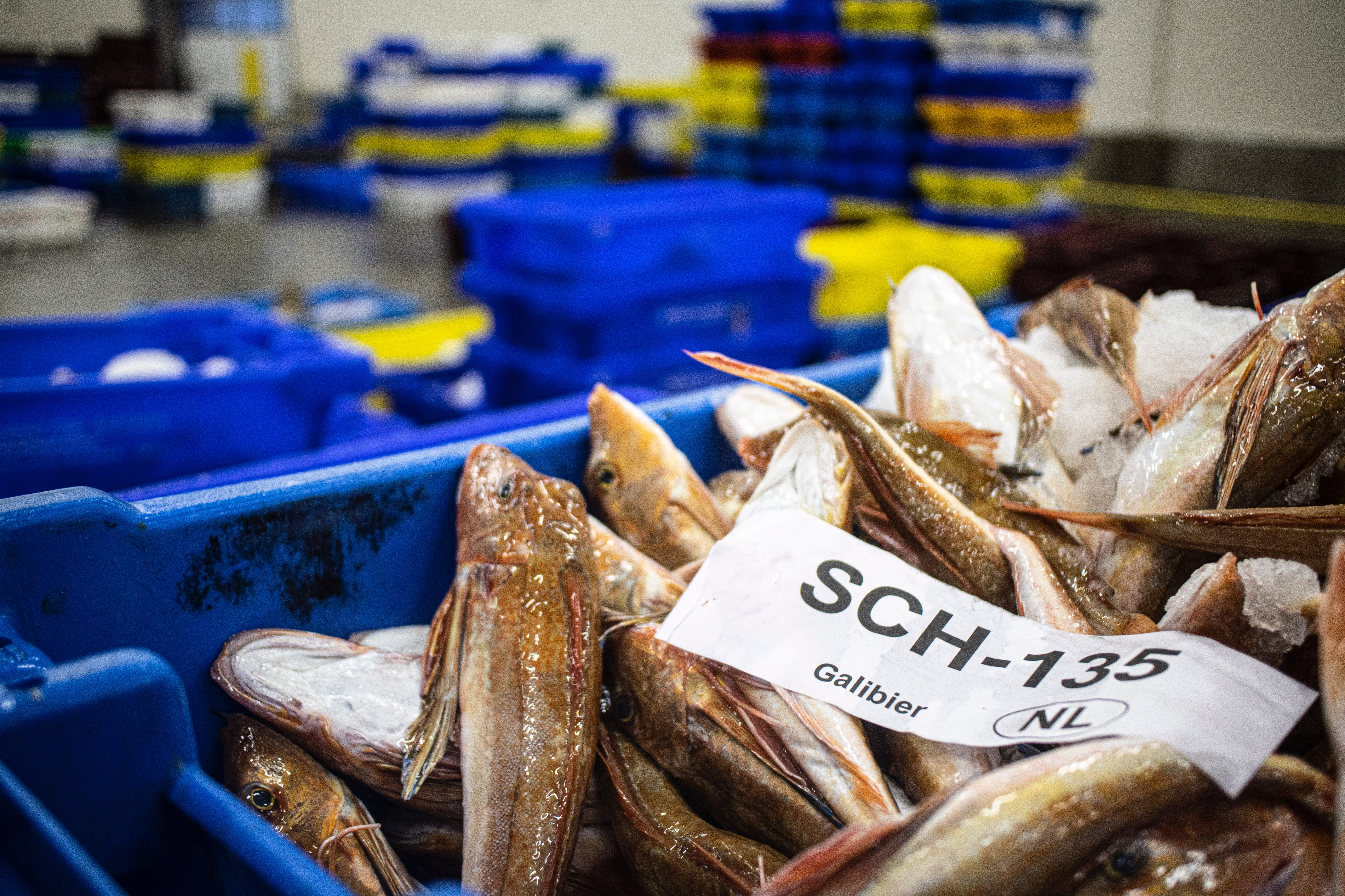 Fresh Fish at the local fish auction of The Hague, Netherlands