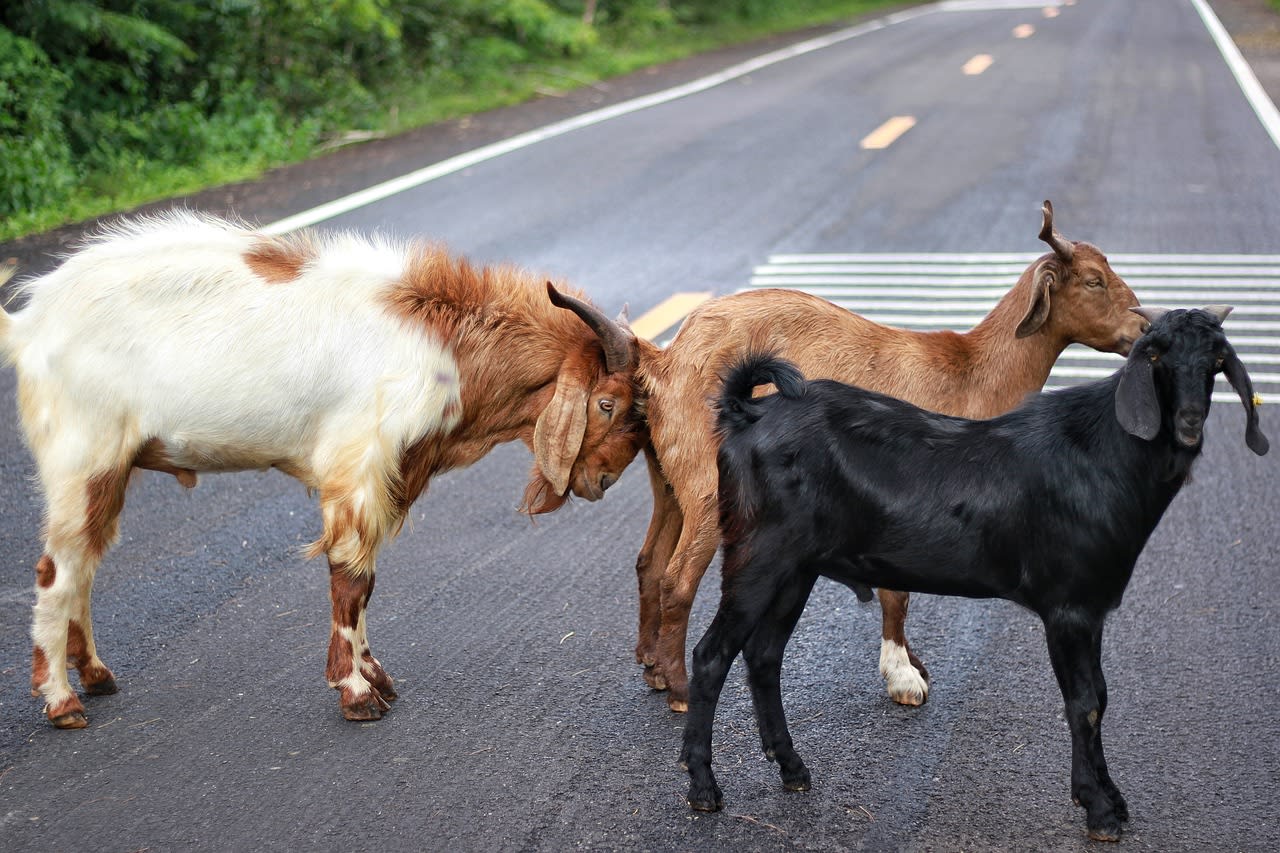 goat, animals, on the road