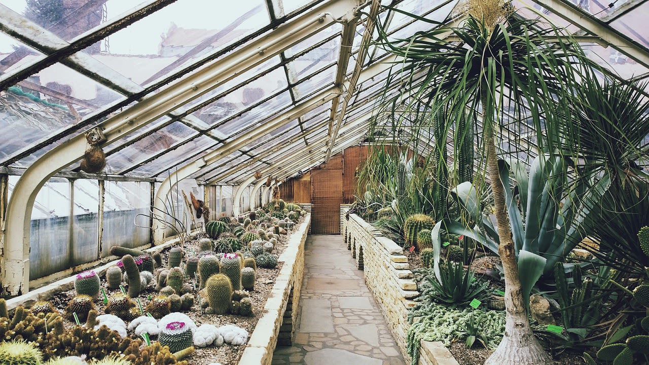 greenhouse, cultivation, desert