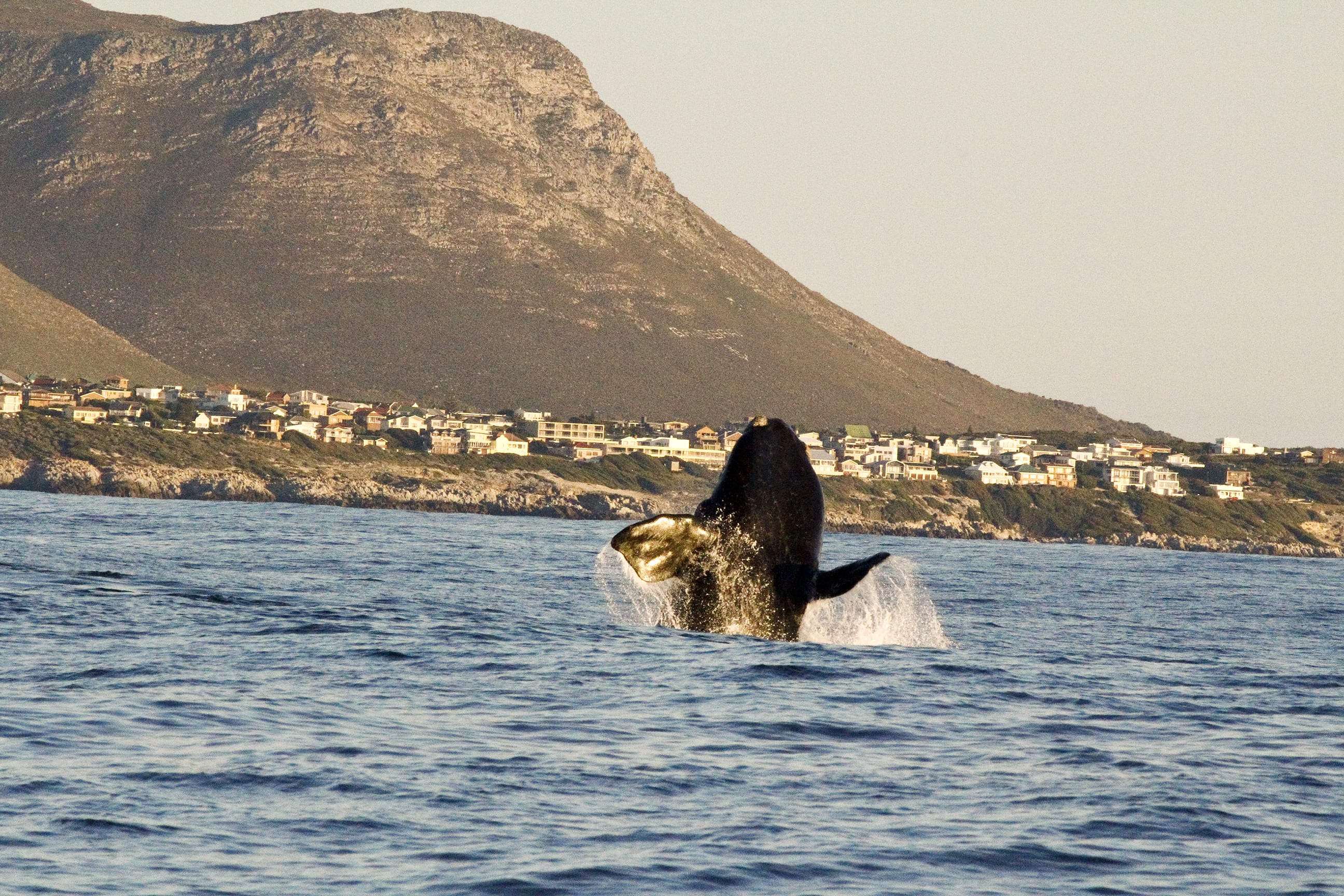 Southern right whale jumping out of water