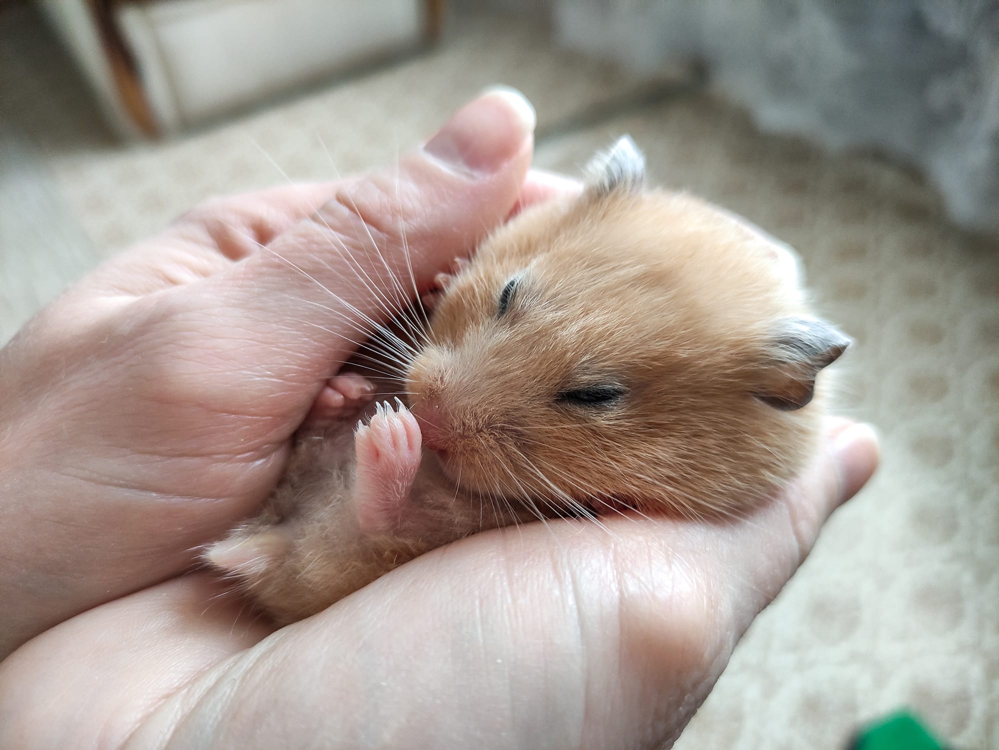 Cute syrian hamster sleeps in female arms