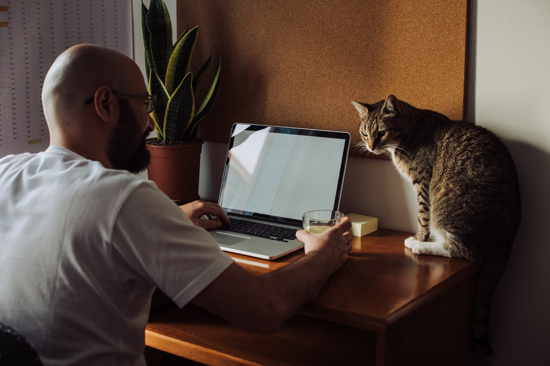 Man sitting at the table of his home office working on a laptop. With a domestic tabby cat sitting on the table in front of him. Work from home concept. White blank space on the laptop's screen