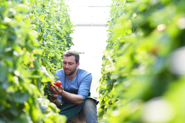 Bauer erntet reife Tomaten im Gewächshaus - Arbeitet auf dem Ba