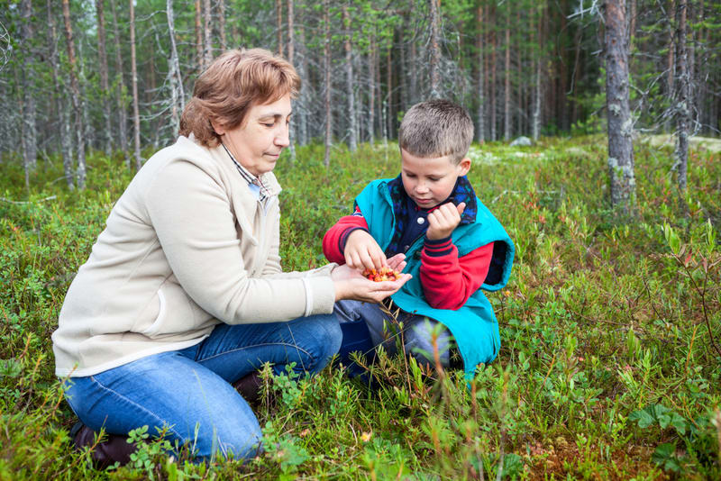 Mature mother and her son eating the cloudberry while sitting in forest swamp