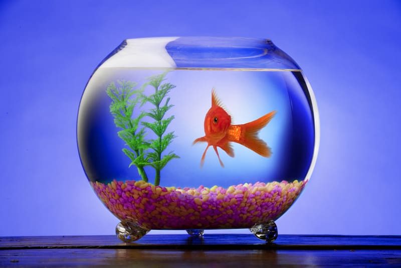 Goldfish in a bowl with bright stones and a green plant