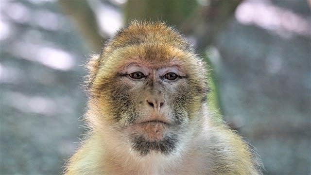123735_barbary-ape-52e4d64643_640.jpg