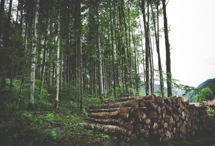 Log pile by the woods Log pile by the woods