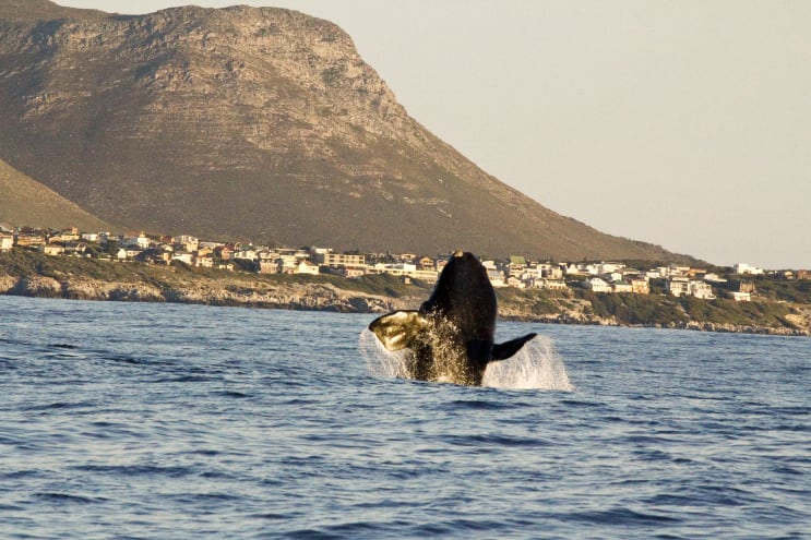 Whale in South Africa