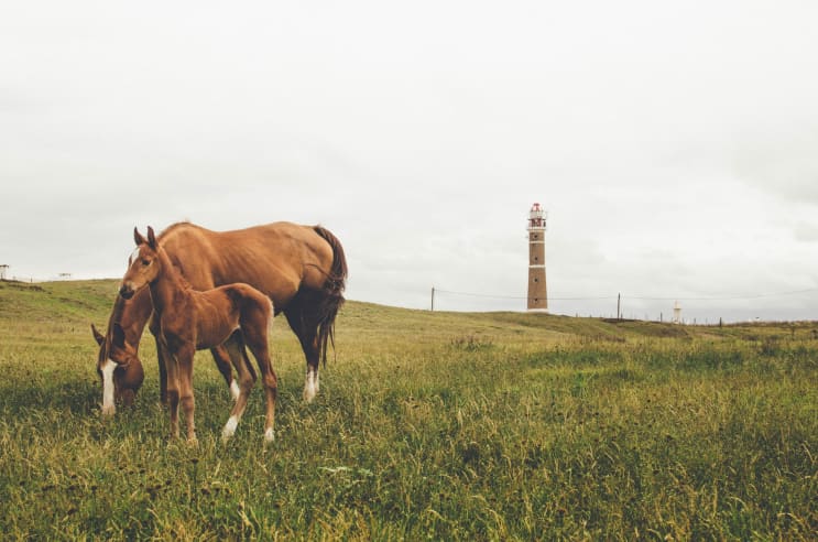 Horses in Uruguay