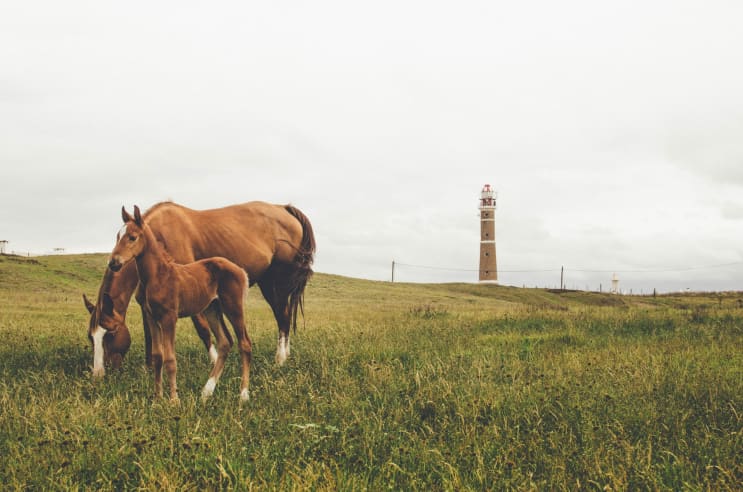 Caballos en Uruguay