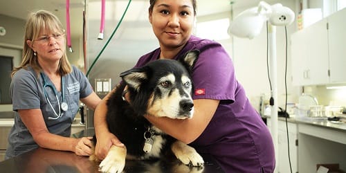 vettech vettech