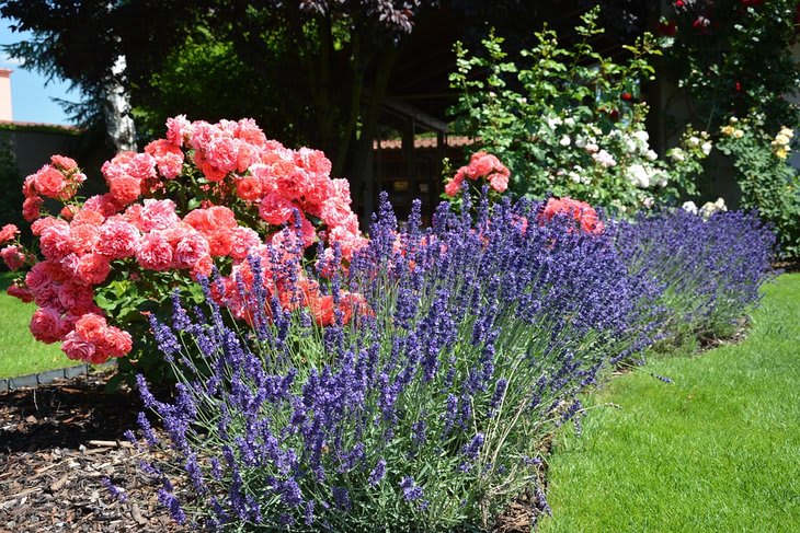Diseño de jardín Diseño de jardín