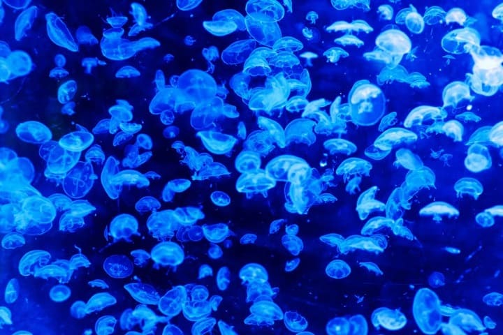 Marine_animal-blue-patroon-danger-41180 Marine_animal-blue-patroon-danger-41180