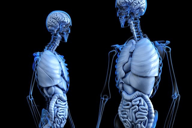 ANATOMÍA ANATOMÍA