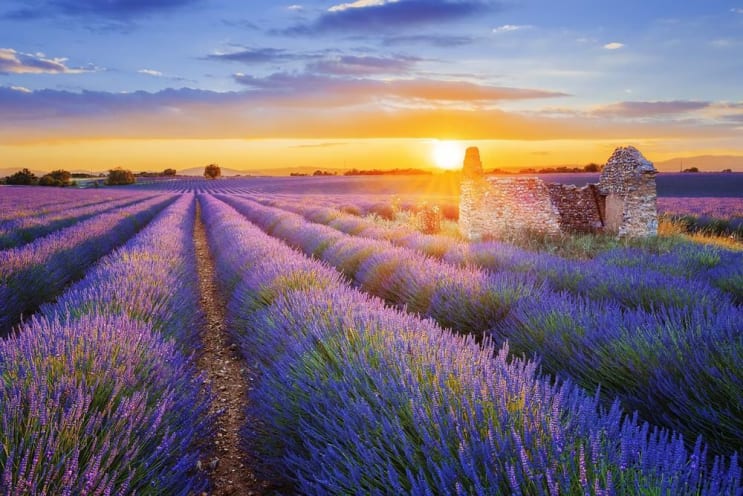 Sun is setting over a beautiful purple lavender filed in Valensole. Provence, France Sun is setting over a beautiful purple lavender filed in Valensole. Provence, France