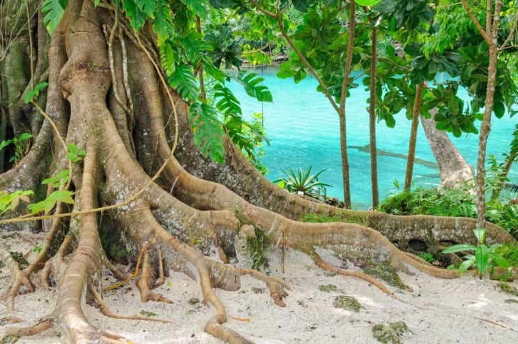 Giant roots at the Blue Lagoon - Efate Island, Vanuatu Giant roots at the Blue Lagoon - Efate Island, Vanuatu