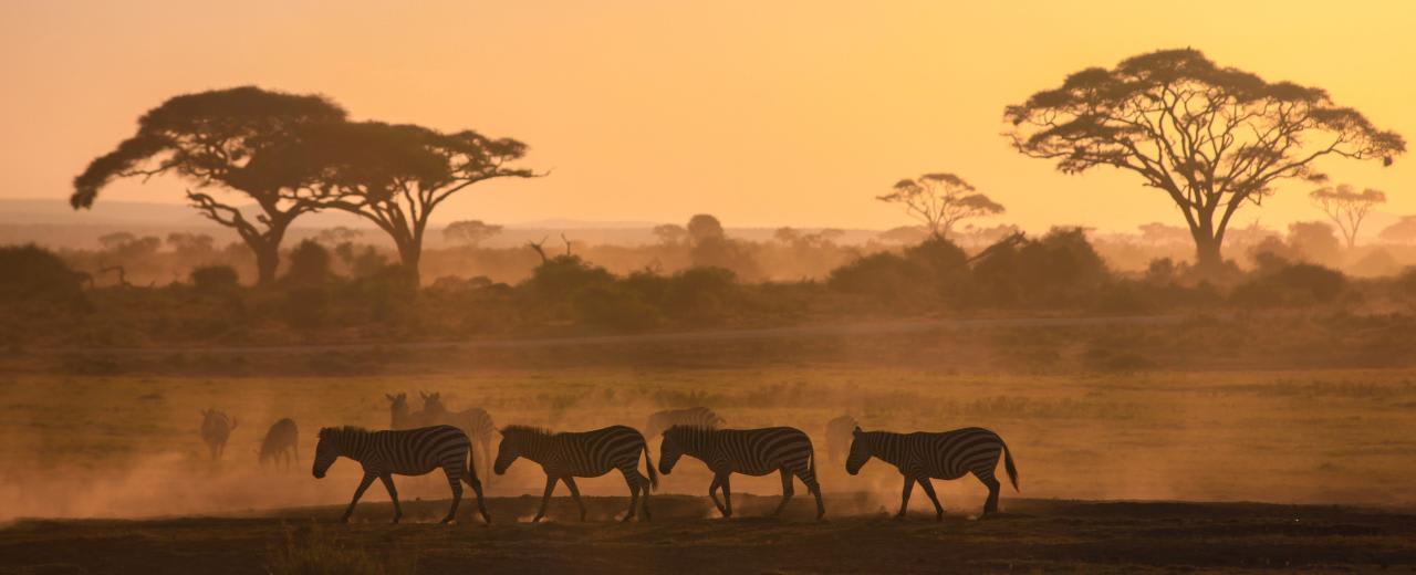 131 African Studies degrees (2025)